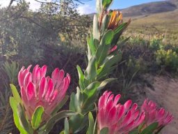 Protea compacta flowering by a mountain road